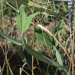 St&auml;ngel-/Stammfoto Lathyrus latifolius