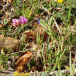 Habitusfoto Lathyrus linifolius