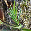 Foto von Besonderheit Lathyrus linifolius