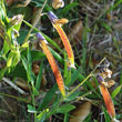 Fruchtfoto Lathyrus linifolius