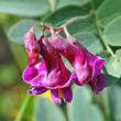 Portraitfoto Lathyrus niger