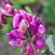 Blütenfoto Lathyrus niger