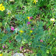 Habitusfoto Lathyrus niger