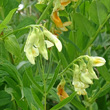 Portraitfoto Lathyrus occidentalis