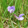 Portraitfoto Lathyrus palustris