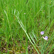 Stängel-/Stammfoto Lathyrus palustris