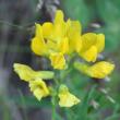 Blütenfoto Lathyrus pratensis