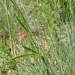 Habitusfoto Lathyrus sphaericus