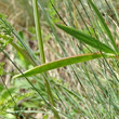 Fruchtfoto Lathyrus sphaericus