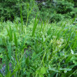 Habitusfoto Lathyrus sylvestris