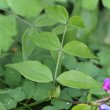 Blätterfoto Lathyrus vernus