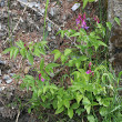 Habitusfoto Lathyrus vernus