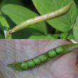 Fruchtfoto Lathyrus vernus