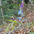 Portraitfoto Lathyrus vernus subsp. gracilis