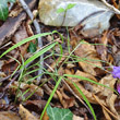 Blätterfoto Lathyrus vernus subsp. gracilis