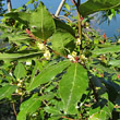 Portraitfoto Laurus nobilis