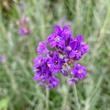 Portraitfoto Lavandula angustifolia