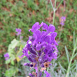 Blütenfoto Lavandula angustifolia