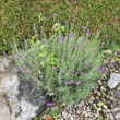 Habitusfoto Lavandula angustifolia