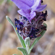 Blütenfoto Lavandula stoechas
