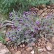 Habitusfoto Lavandula stoechas