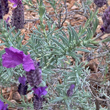 Blätterfoto Lavandula stoechas