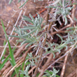 Stängel-/Stammfoto Lavandula stoechas