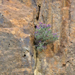 Foto von Besonderheit Lavandula stoechas