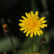 Portraitfoto Leontodon autumnalis