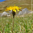 Blütenfoto Leontodon helveticus