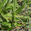 Foto Grundlätter Leontodon hispidus L. subsp. hispidus