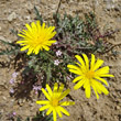 Portraitfoto Leontodon hispidus ssp.hyoseroides