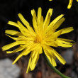 Portraitfoto Leontodon incanus subsp. incanus