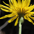 Blütenfoto Leontodon incanus subsp. incanus