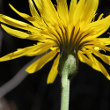 Blütenfoto Leontodon incanus subsp. incanus