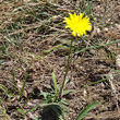 Habitusfoto Leontodon incanus subsp. tenuiflorus