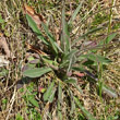 Stängel-/Stammfoto Leontodon incanus subsp. tenuiflorus