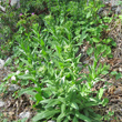 Habitusfoto Lepidium campestre