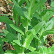 St&auml;ngel-/Stammfoto Lepidium campestre