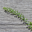 Portraitfoto Lepidium densiflorum aggr.