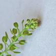 Bl&uuml;tenfoto Lepidium densiflorum aggr.