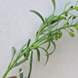 Bl&auml;tterfoto Lepidium densiflorum aggr.