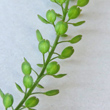 Fruchtfoto Lepidium densiflorum aggr.