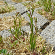 Habitusfoto Lepidium virginicum