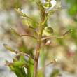 Fruchtfoto Lepidium virginicum