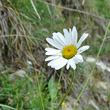 Blütenfoto Leucanthemum adustum