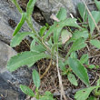 Foto Grundlätter Leucanthemum adustum