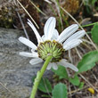 Foto Kelch Leucanthemum adustum