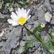 Portraitfoto Leucanthemum halleri