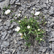 Habitusfoto Leucanthemum halleri